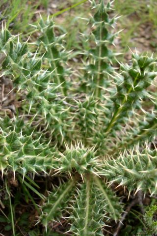 Berkheya cirsiifolia leaves